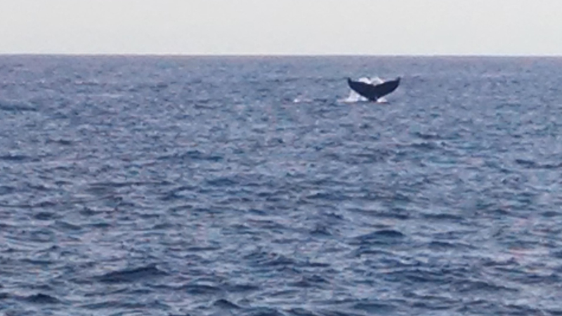 Lois's Best shot of a tail.