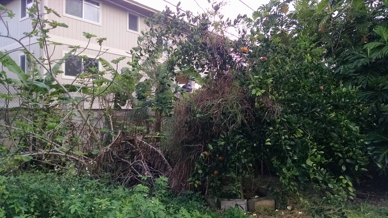 Fig Tree on Left, and Tangelo on right. Or the one on the right is something like Satusuma Mandarin Orange. Not sure. I lost the tag with the name on it.