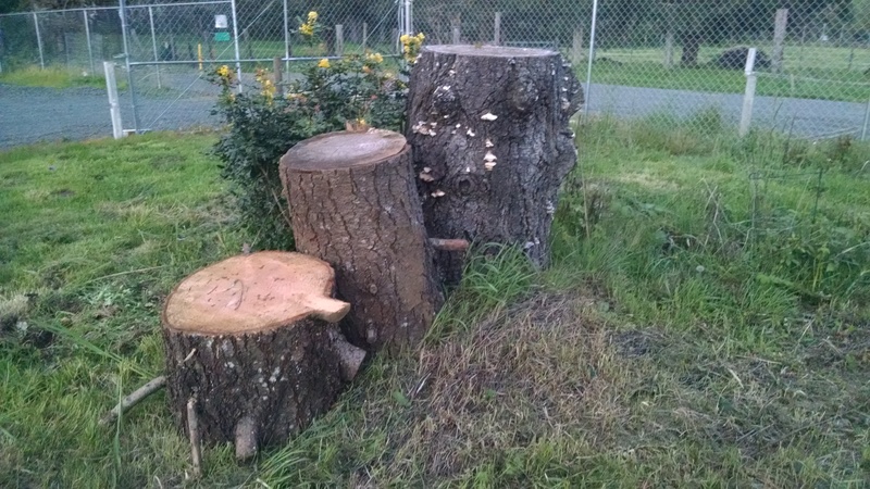 They also moved a couple of stumps for me that I couldn't move. It was easy for them.