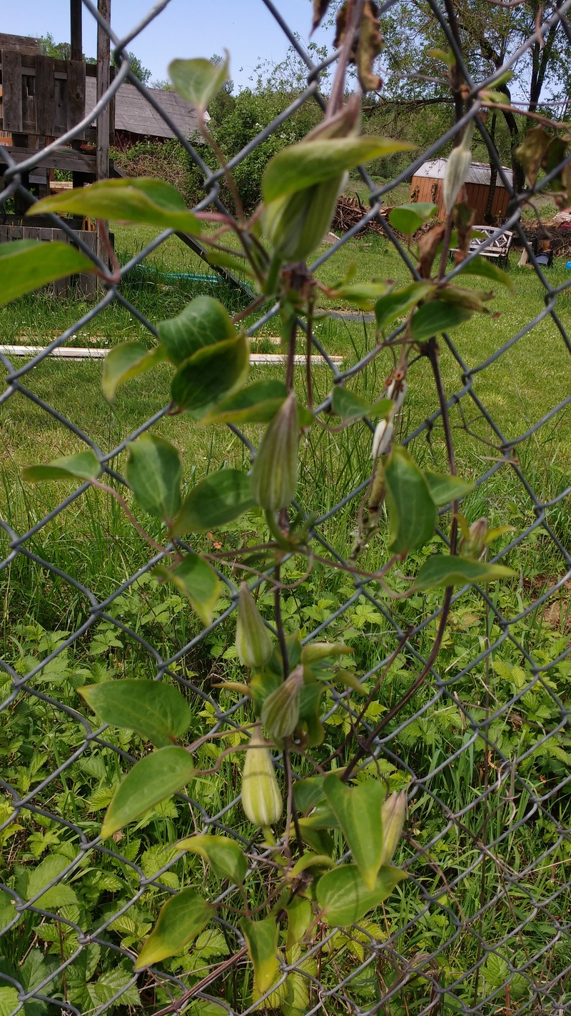 The clematis vine along East Fence.