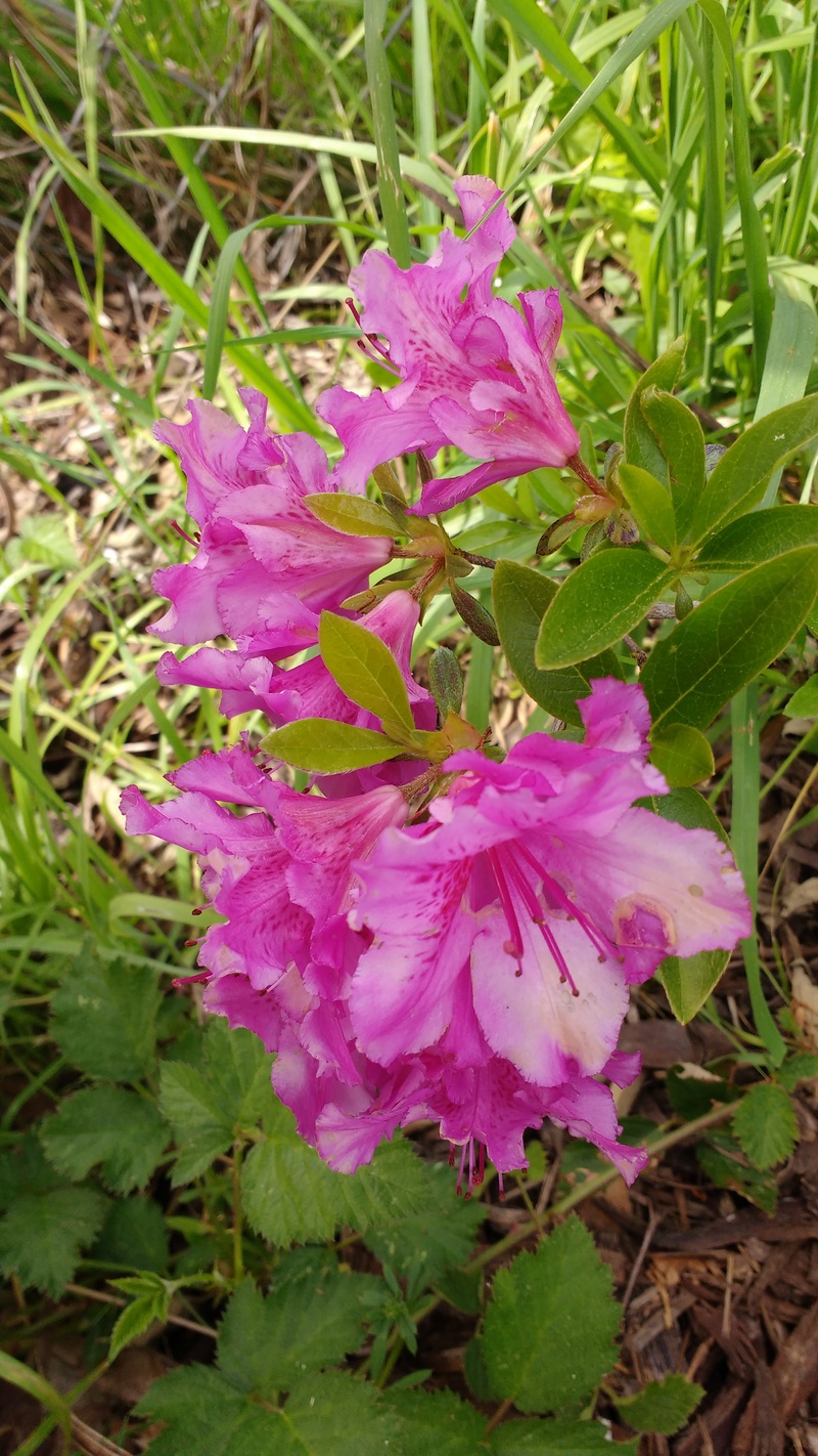 Azalea along East Fence.