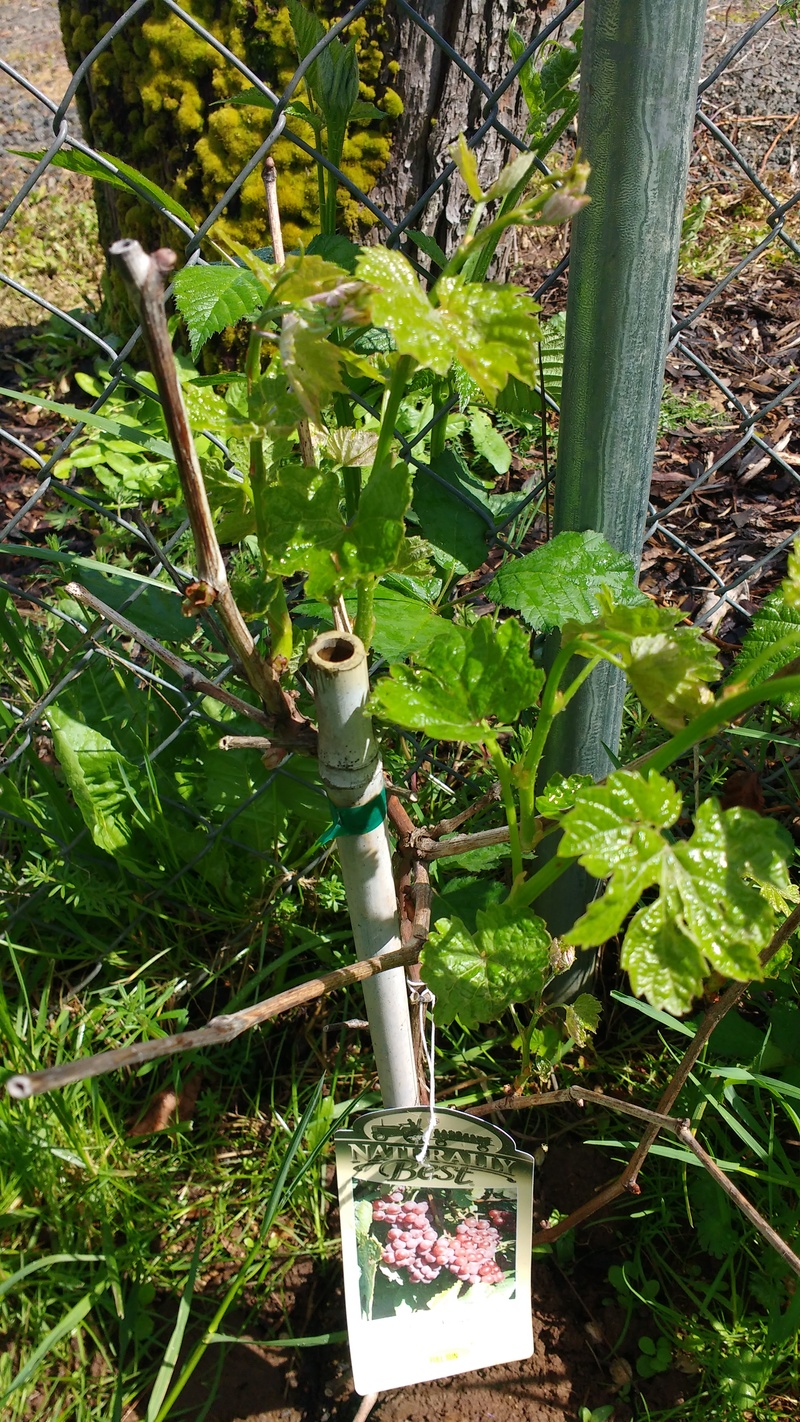 2016 Grape we planted.