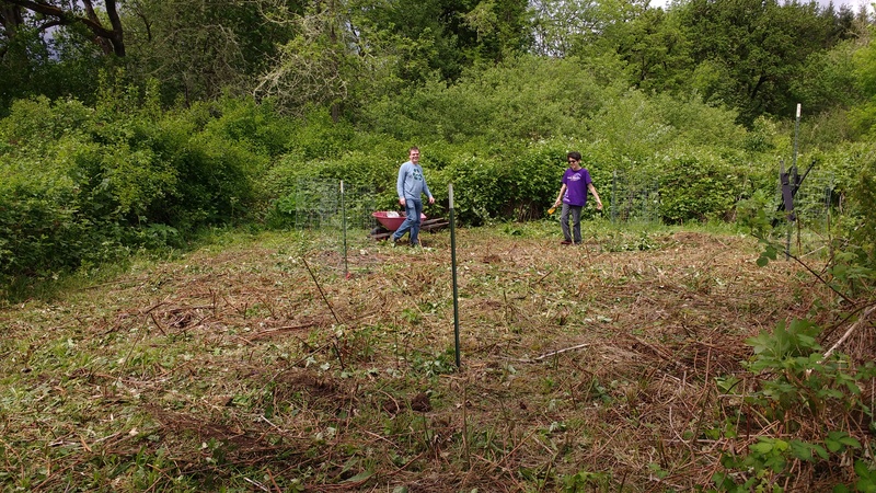 Joseph and Mikey slashed blackberry vines with their Japanese machetes. Then Joseph took Betsie and finished cleaning most of the whole hillside.