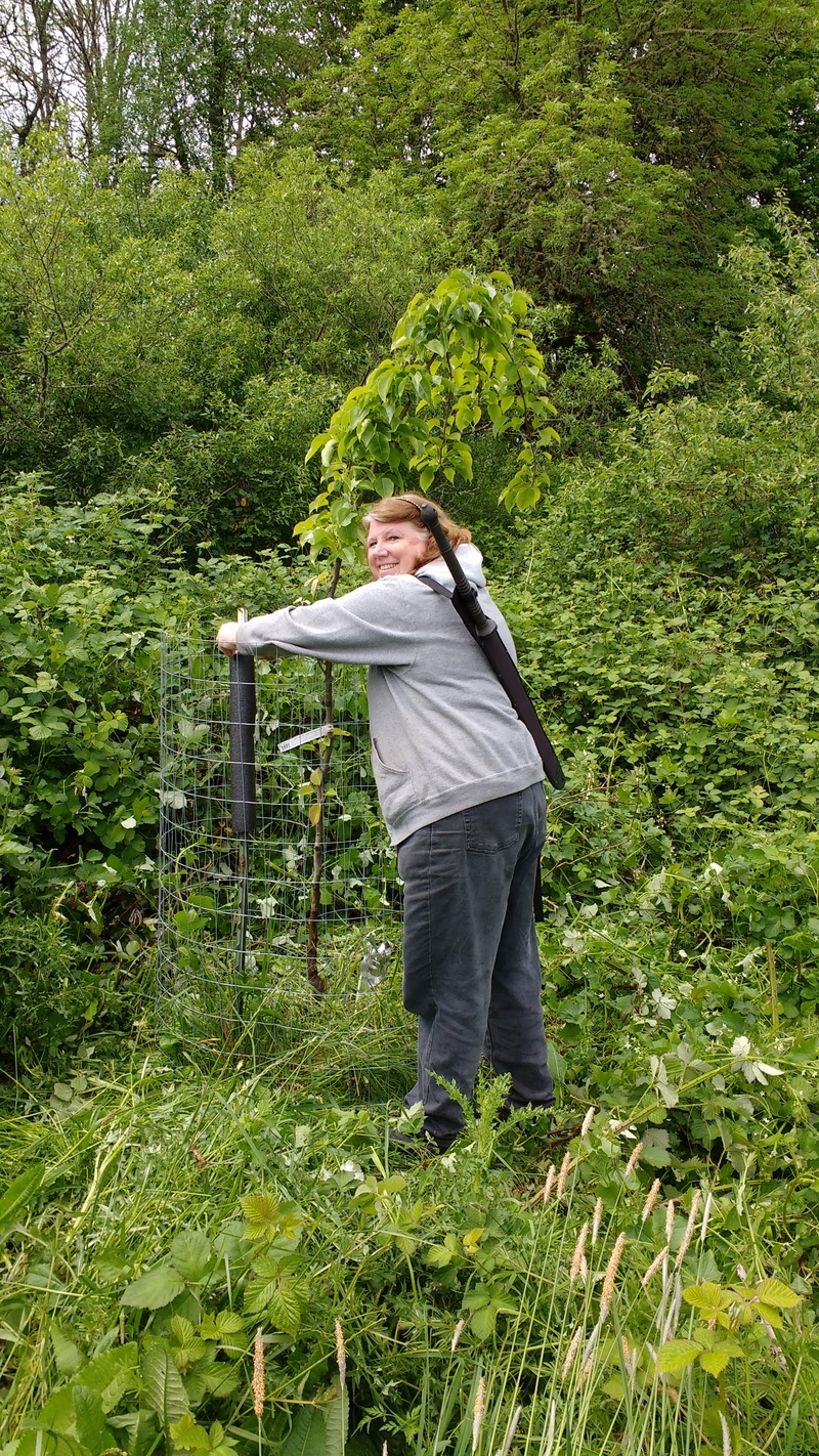 Girl on fire. Lois helping Joseph with new cages around trees.