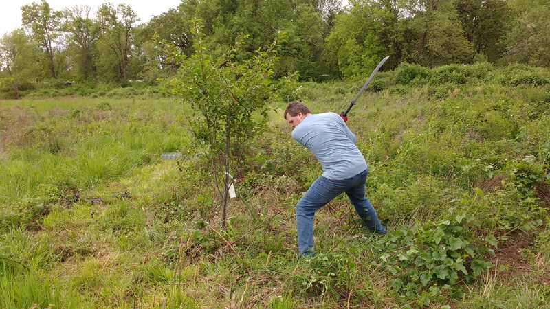 Joseph cleaning the brush around a cherry tree with his Japanese machete.