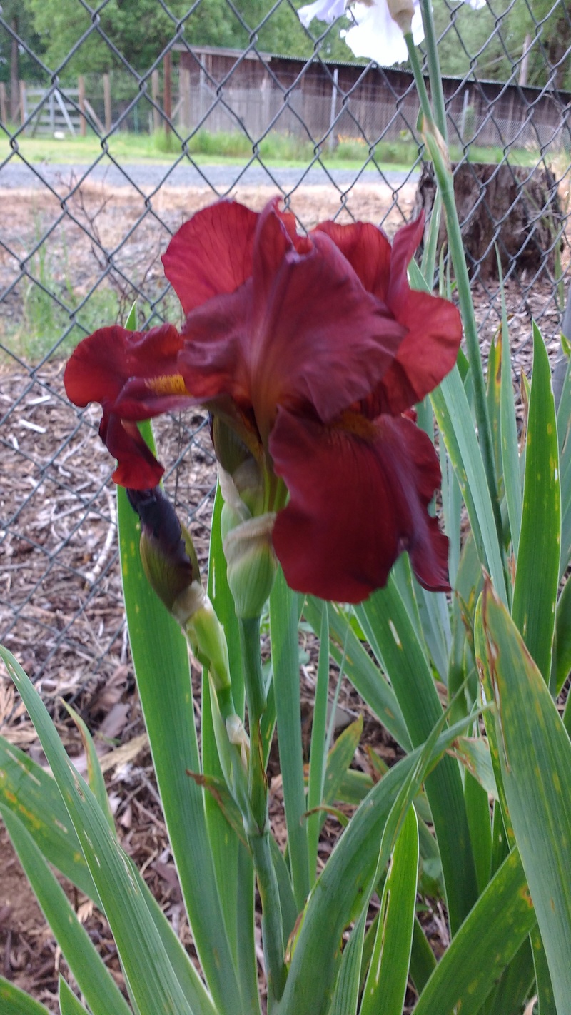 Iris that Lois bought last year at a plant sale.