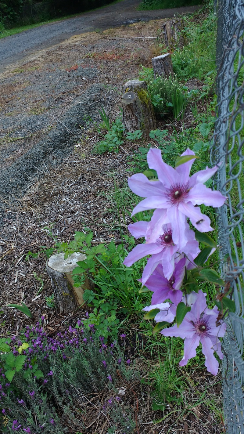 The Clematis finally bloomed.