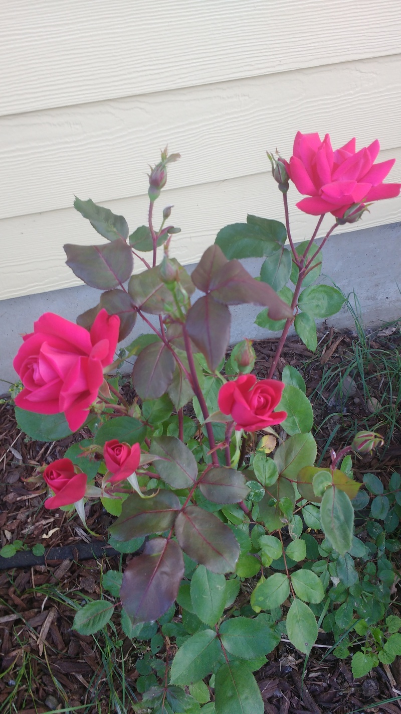 Lois's Surprise Mother's Day Present was the Tia Roses blooming.