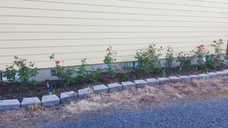 Tia Roses in bloom.