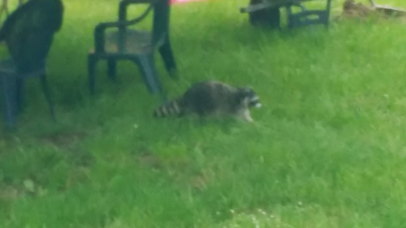 A racoon in the picnic area.