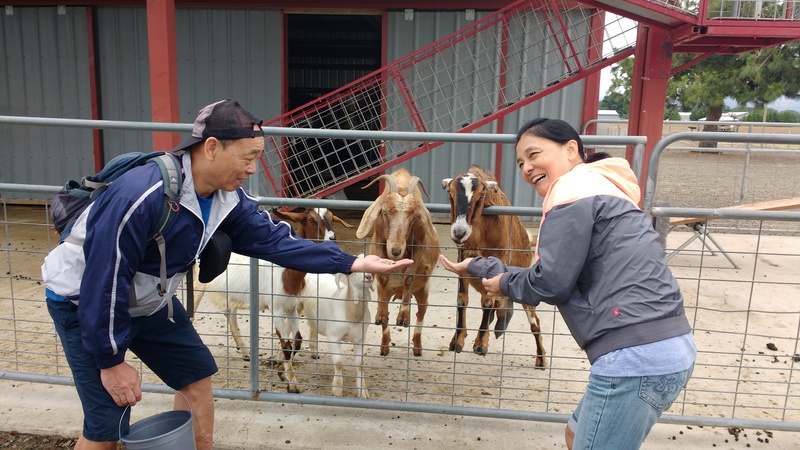 Feeding the goats. Jack and May.