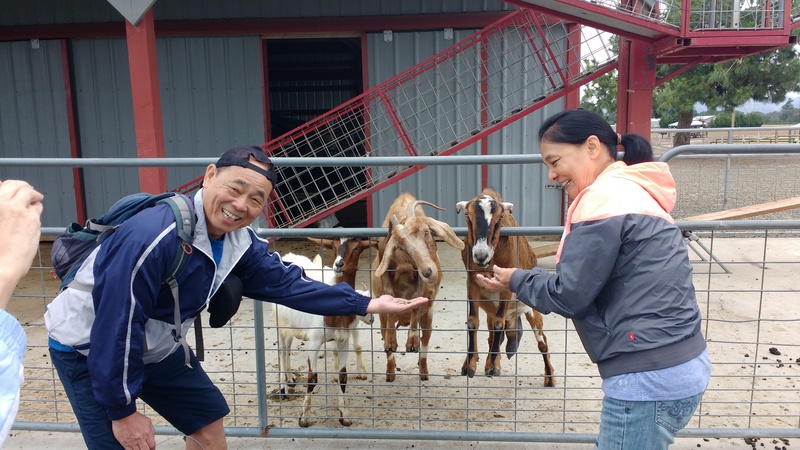 Jack and May feeding goats.