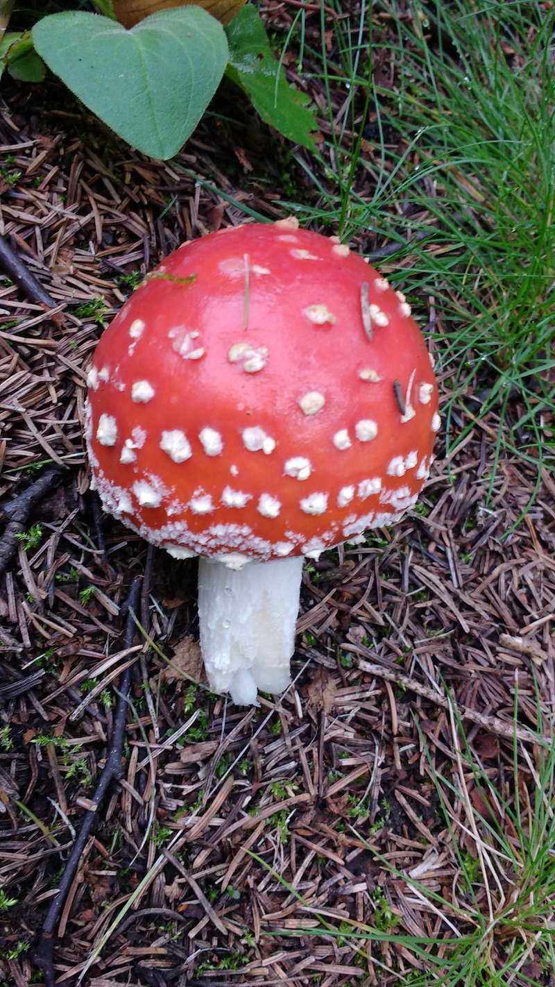 Sarah and Josiah's cool mushrooms.