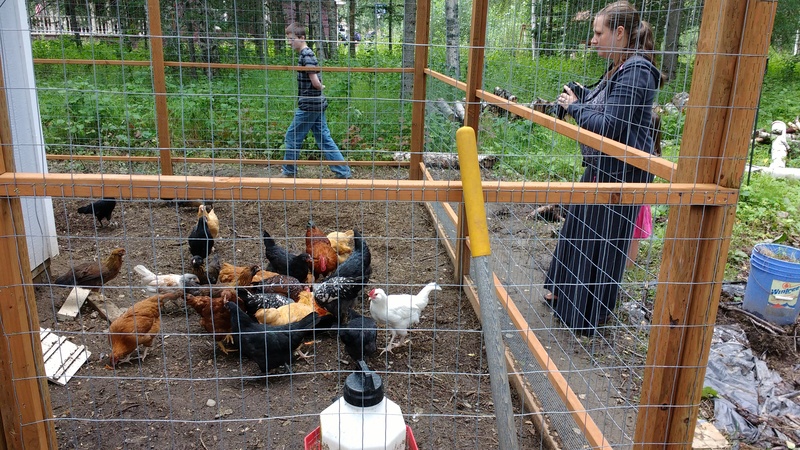 Sarah and Josiah's chickens