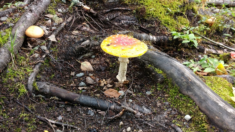 Sarah and Josiah's cool mushrooms.