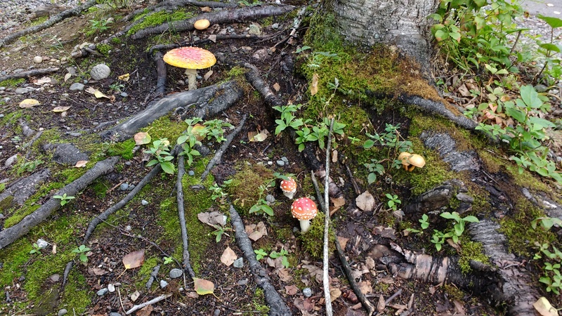 Sarah and Josiah's cool mushrooms.