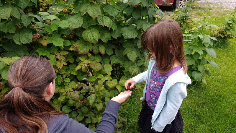 Raspberry picking at Dave and Kristine's.