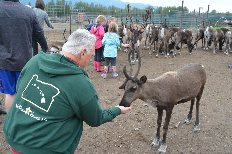 Don offers food to a caribou aka reindeer.