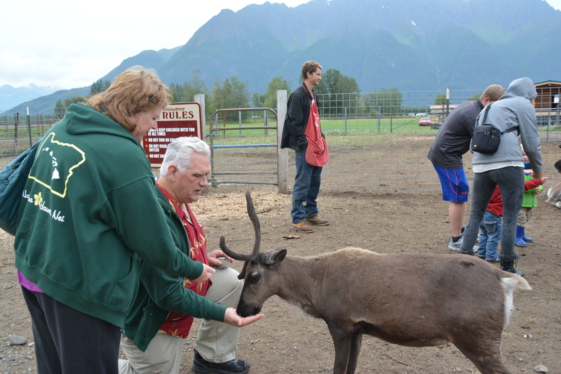 Don and Lois offer food to a caribou aka reindeer.