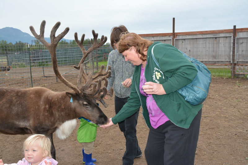 Lois offers food to a caribou aka reindeer.