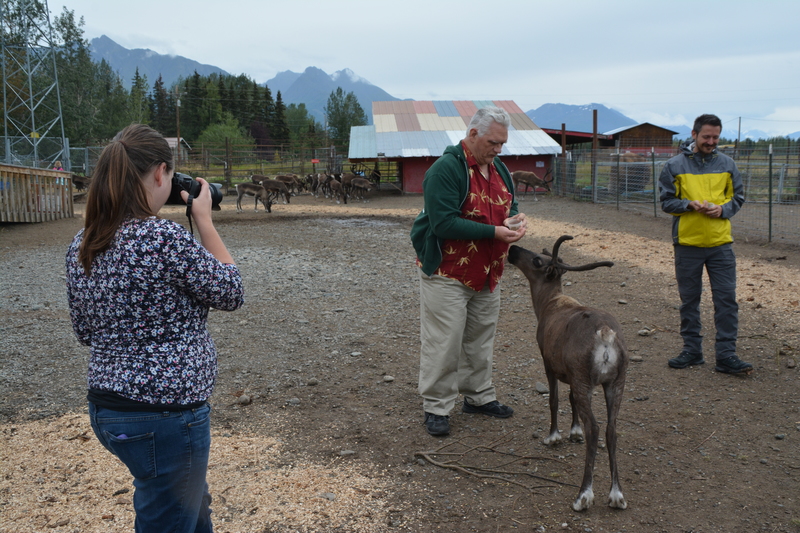 Don offers food to a caribou aka reindeer. Stacia immortalizes the moment.