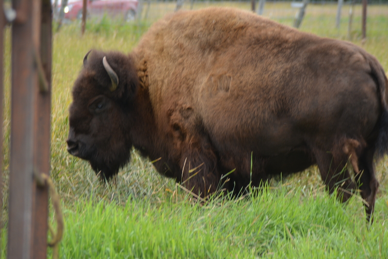 Bison.