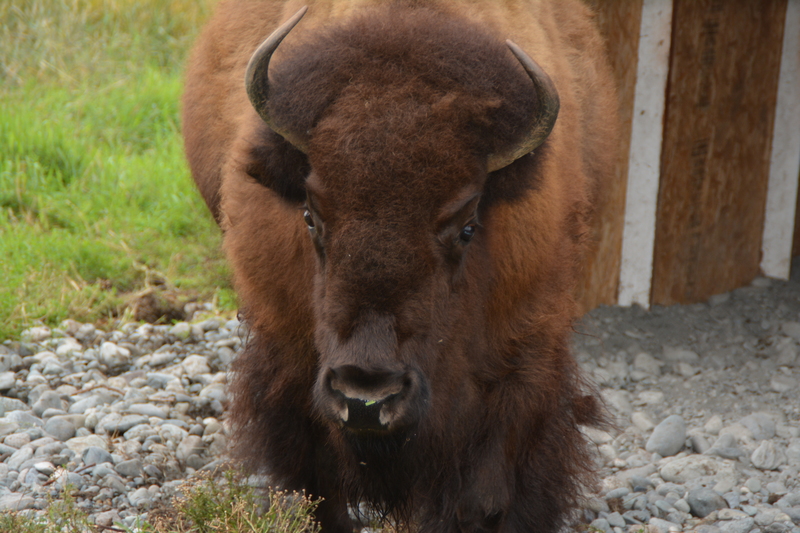 Bison