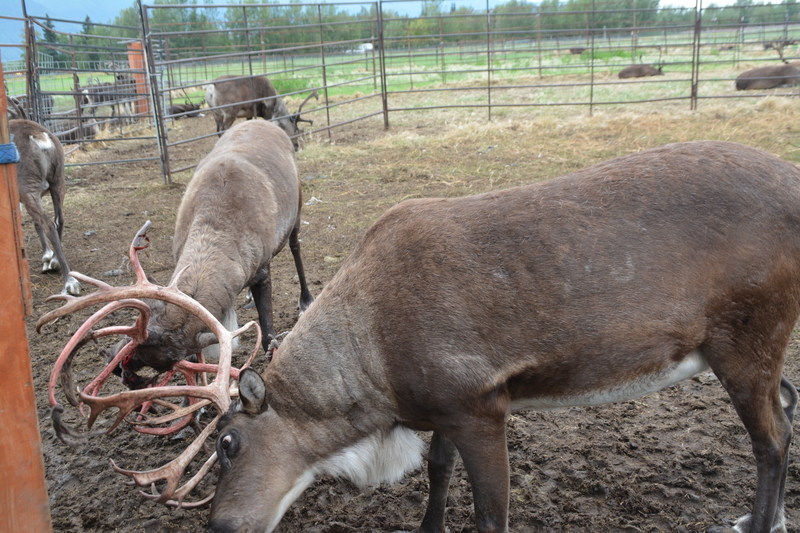 Antlers covered in blood.