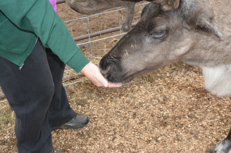 Lois offers food to a caribou aka reindeer.