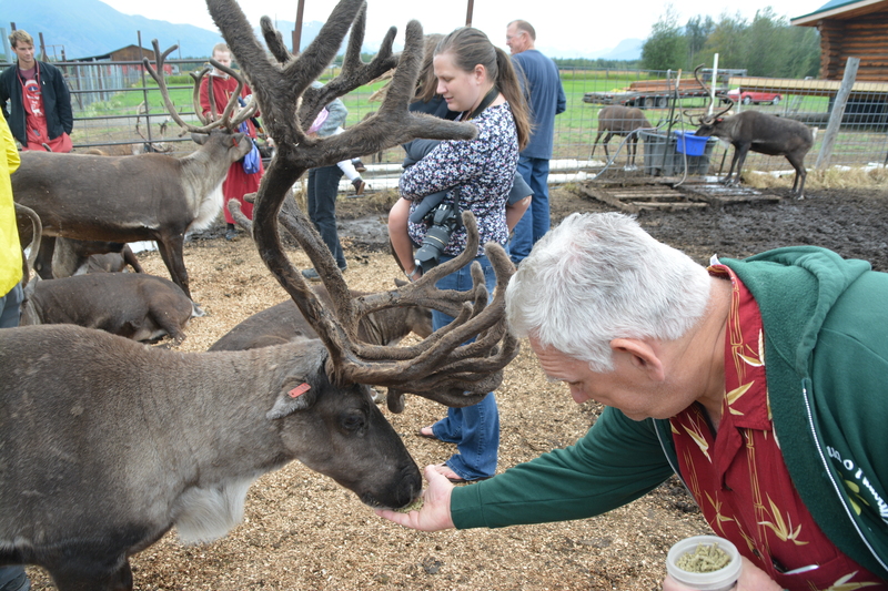 Don offers food to a caribou aka reindeer. Stacia and Emily stand nearby.