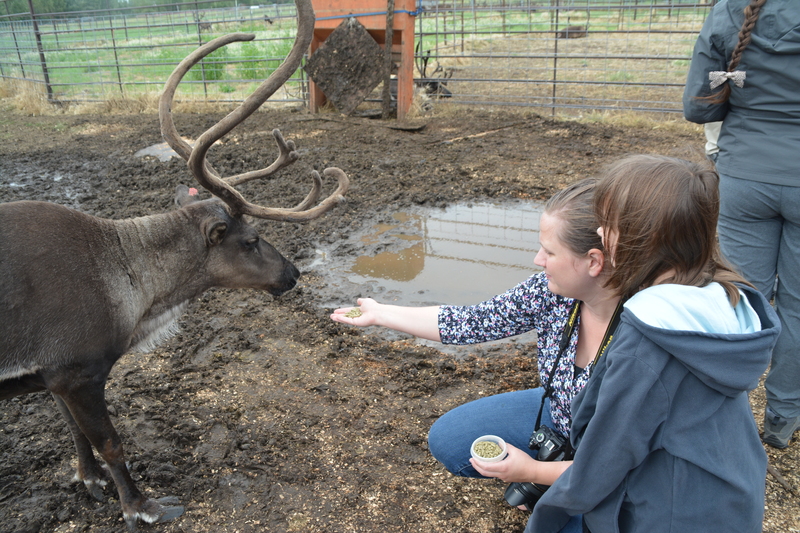 Stacia offers food to a caribou aka reindeer.