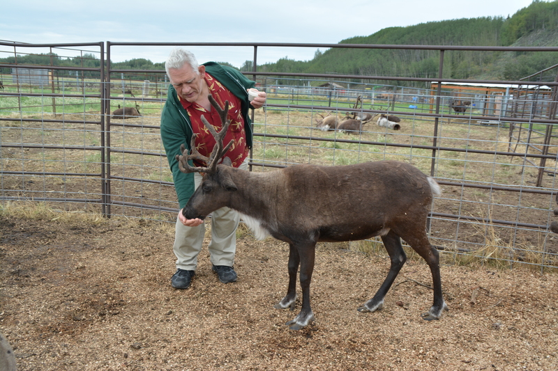 Don offers food to a caribou aka reindeer.