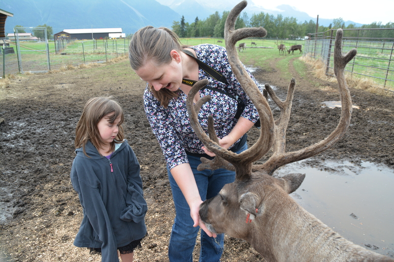 Stacia offers food to a caribou aka reindeer.