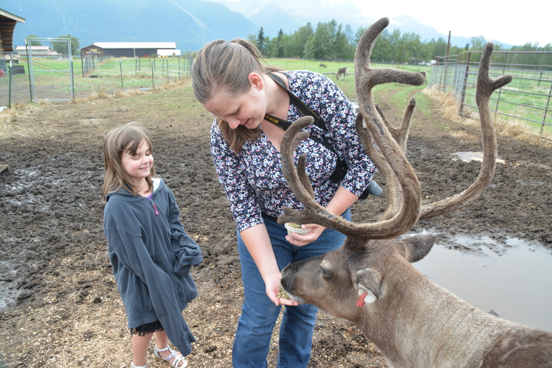 Stacia offers food to a caribou aka reindeer.