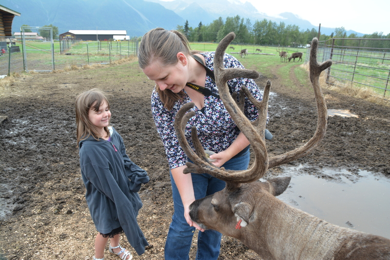 Stacia offers food to a caribou aka reindeer.