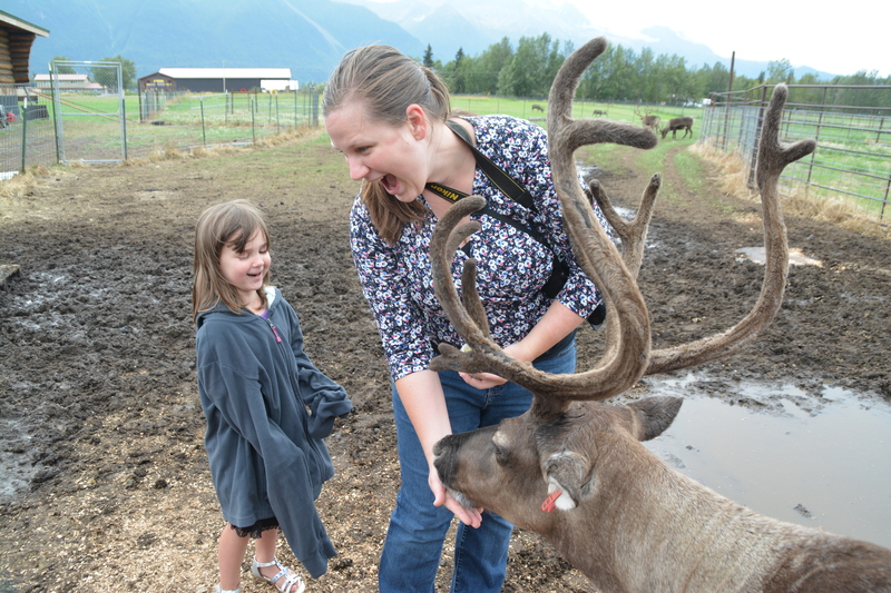 Stacia offers food to a caribou aka reindeer. It tickles when they lick your hand.