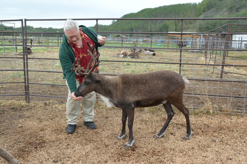 Don offers food to a caribou aka reindeer.