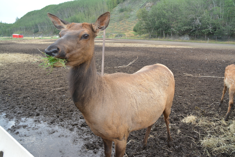 Rocky Mountain Elk.