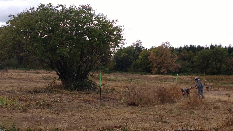 Joseph uses Betsie, our Brush Mower, to remove the brush around the berry tree.