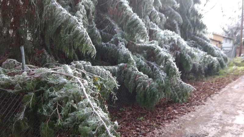 Neighbor's trees.