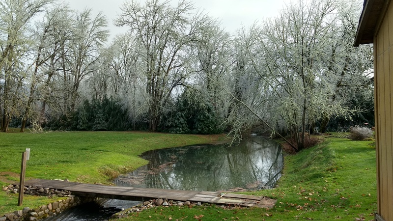 Neighbor's Pond