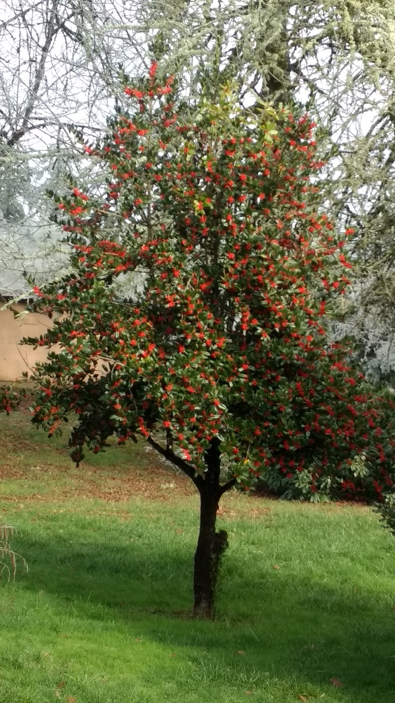 Neighbor's Holly tree