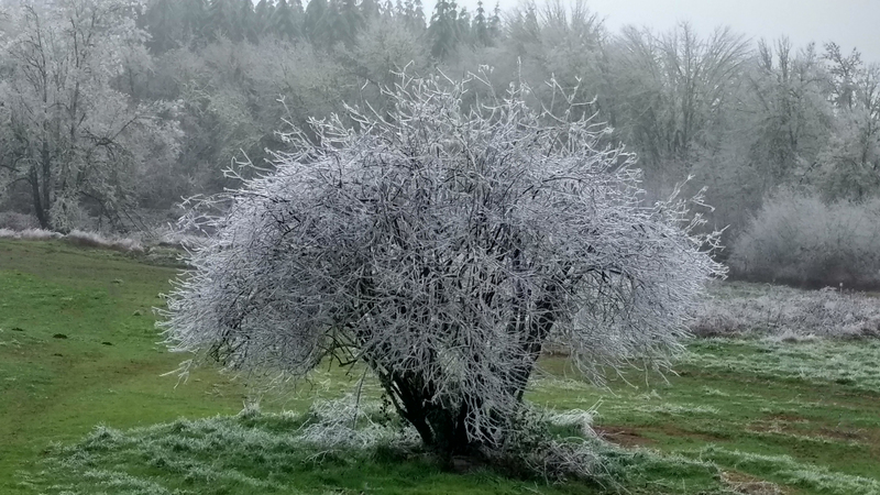 Tree of Life - Elderberry Tree at Rosewold