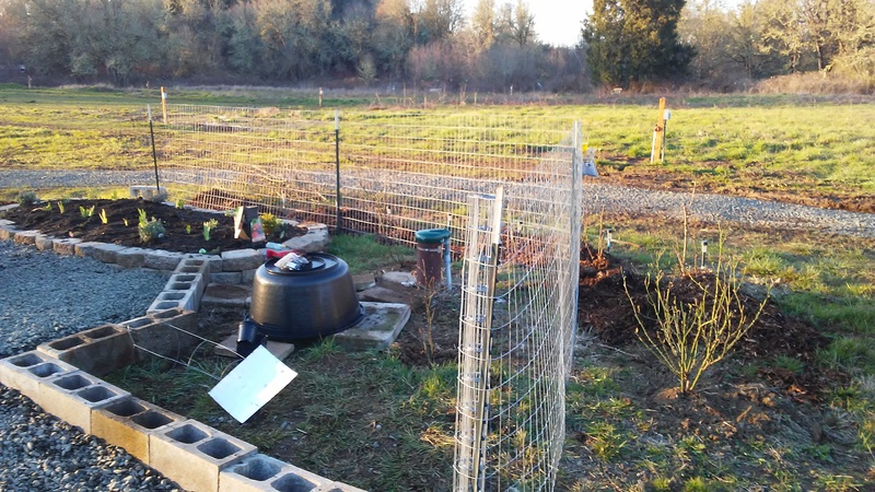 Here are some closeups of the new garden. Lois dug out roses last week from around the house that is being demolished and Joseph planted them this week. He also planted some rose cuttings from his house, and some new roses.