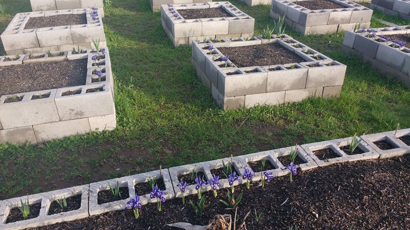 Meanwhile, back at Rosewold more irises and crocuses appeared.