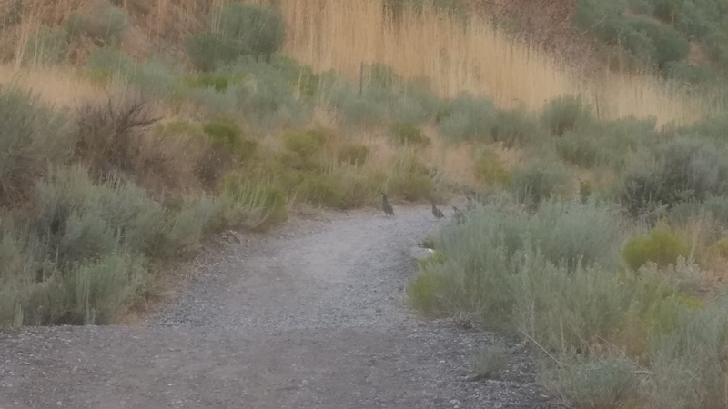 We saw quail on our hike up the hillside. It made Lois feel right at home since she see's them at Rosewold also.