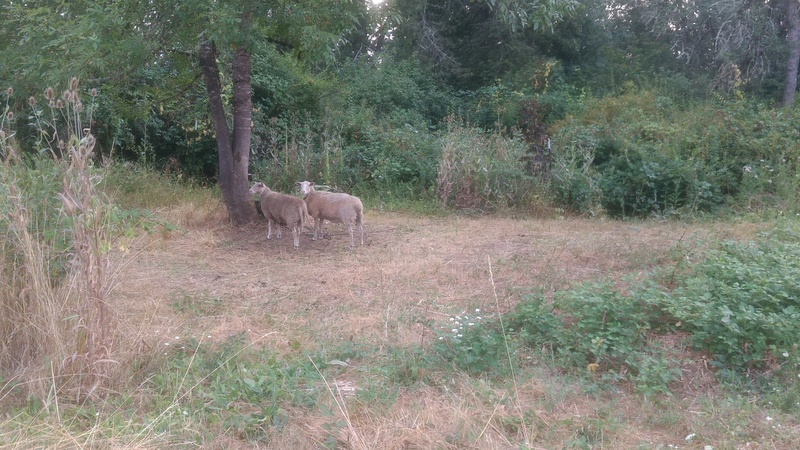 Our Circular Lawn Mowers. :-) Honey and Mama.