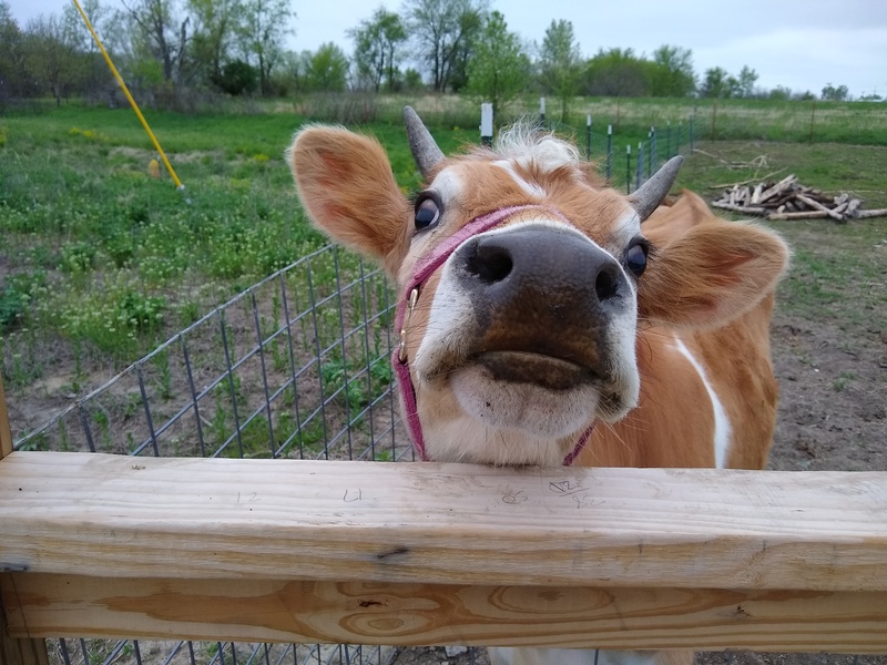 Daisy the Cow.