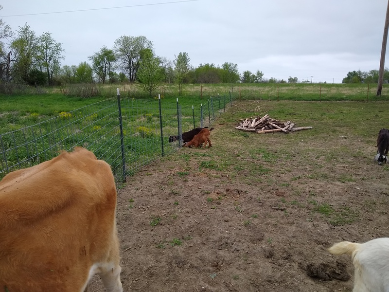 The Grass is Always Greener on the Other Side of the Fence; Thinking outside the box.