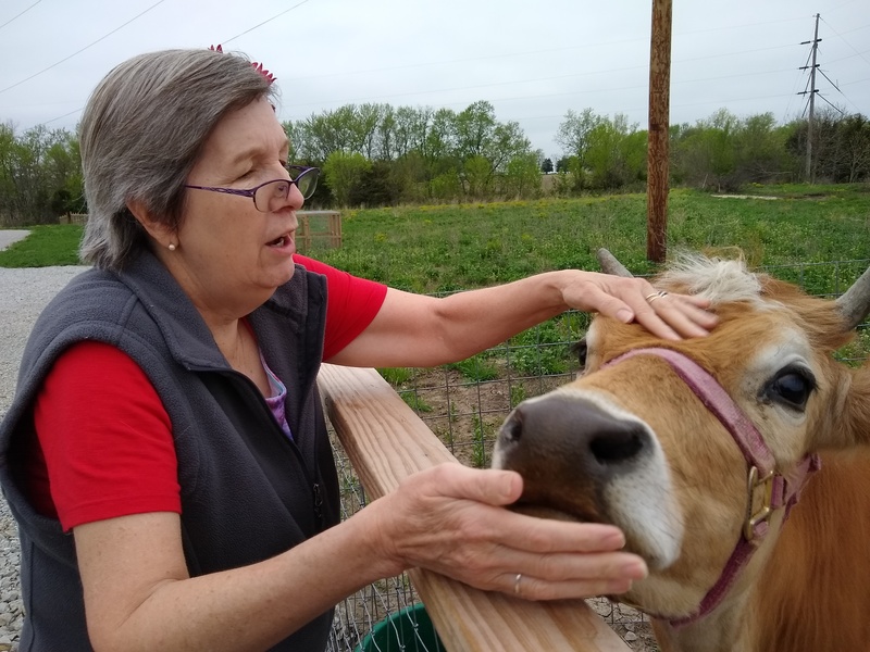 Cindy makes a new friend, Daisy the Cow.